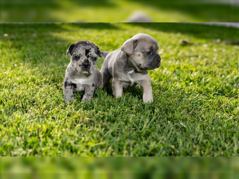 Französische Bulldoggen Welpen - Drei Hündinnen und ein Rüde verfügbar!