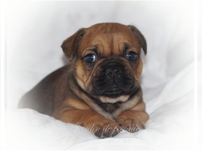 Zwei Französische Bulldoggen Rüden in red-fawn