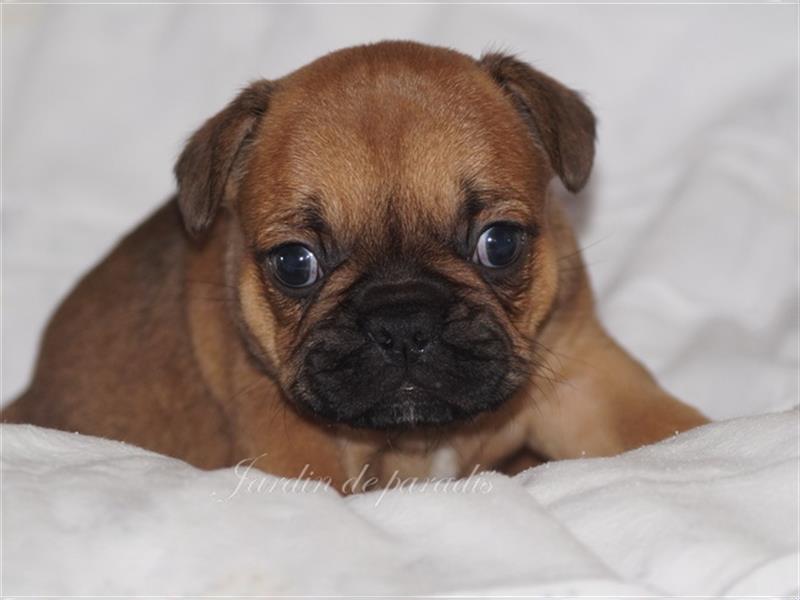 Zwei Französische Bulldoggen Rüden in red-fawn