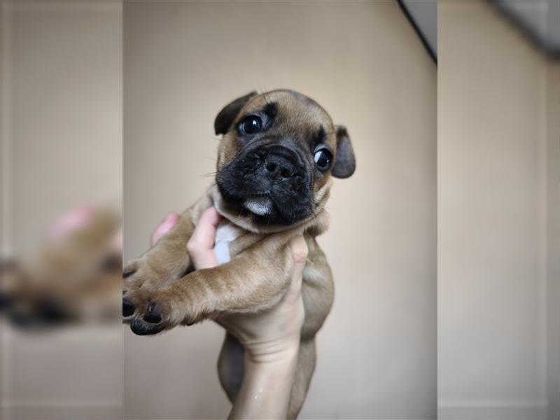 Kaufen Sie einen Welpen, eine französische Bulldogge oder eine französische Bulldogge zum Verkauf