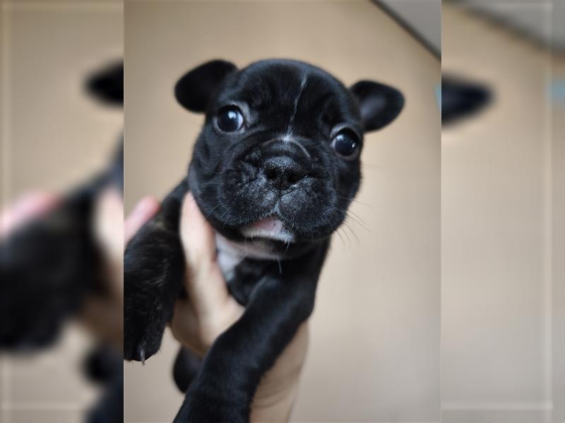 Kaufen Sie einen Welpen, eine französische Bulldogge oder eine französische Bulldogge zum Verkauf