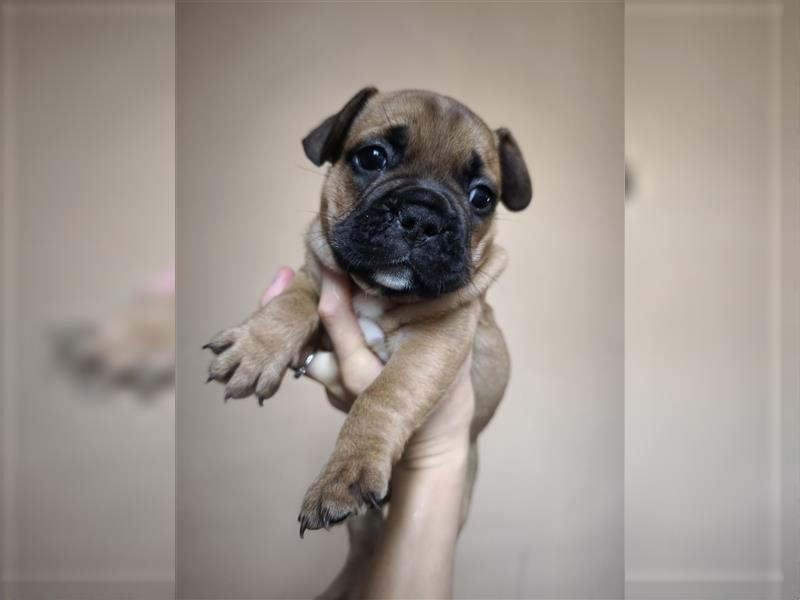 Kaufen Sie einen Welpen, eine französische Bulldogge oder eine französische Bulldogge zum Verkauf