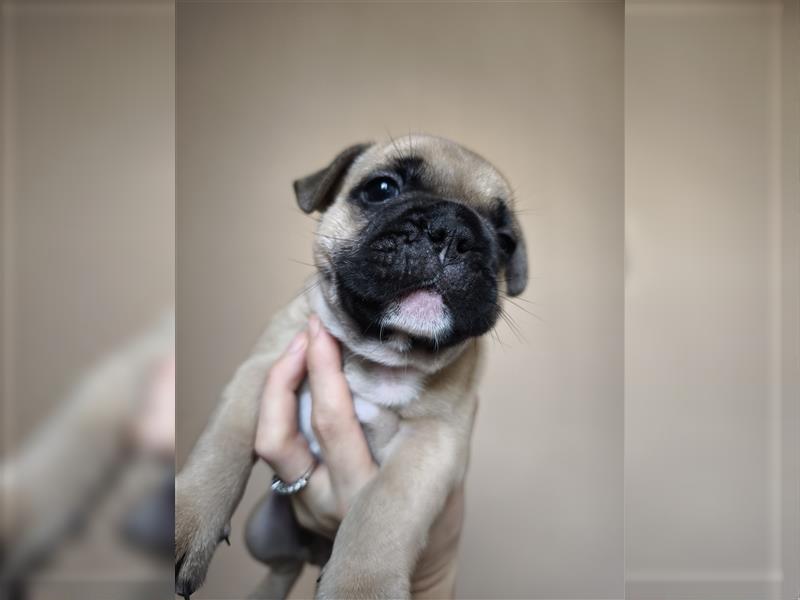 Kaufen Sie einen Welpen, eine französische Bulldogge oder eine französische Bulldogge zum Verkauf