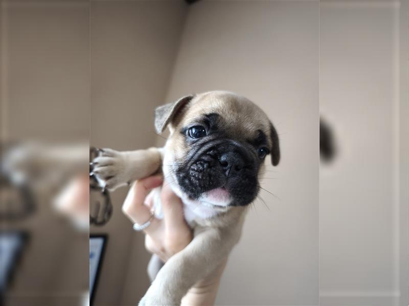 Kaufen Sie einen Welpen, eine französische Bulldogge oder eine französische Bulldogge zum Verkauf