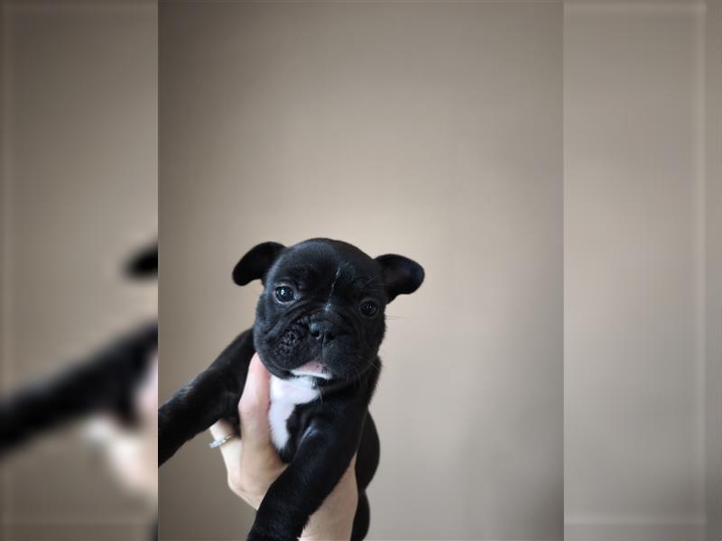 Kaufen Sie einen Welpen, eine französische Bulldogge oder eine französische Bulldogge zum Verkauf