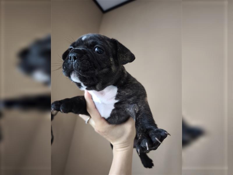 Kaufen Sie einen Welpen, eine französische Bulldogge oder eine französische Bulldogge zum Verkauf