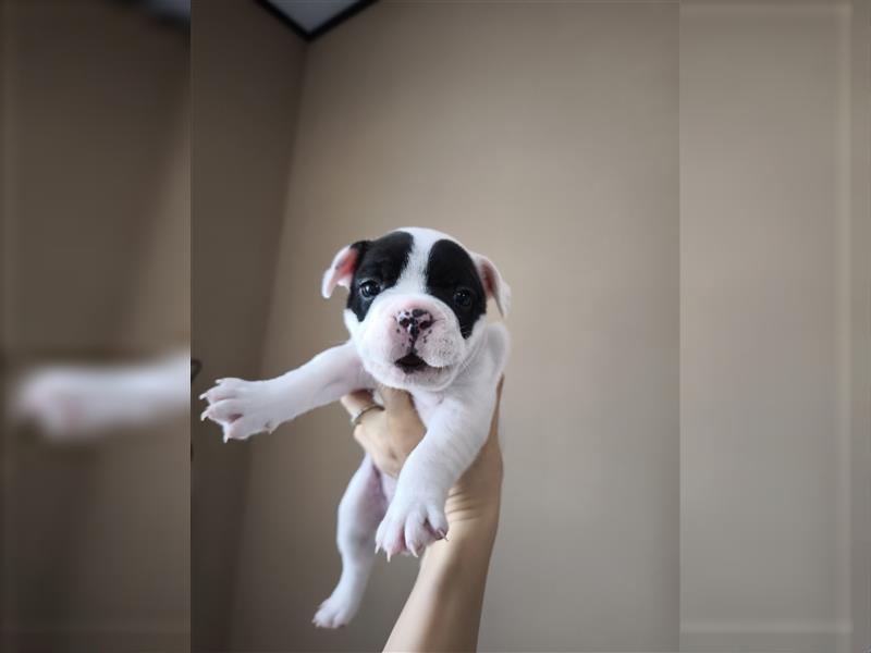 Kaufen Sie einen Welpen, eine französische Bulldogge oder eine französische Bulldogge zum Verkauf