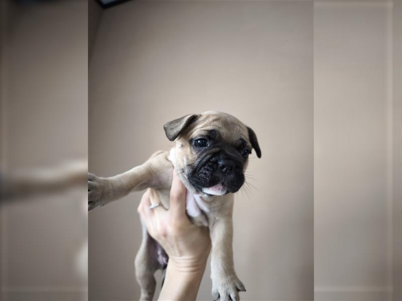 Kaufen Sie einen Welpen, eine französische Bulldogge oder eine französische Bulldogge zum Verkauf