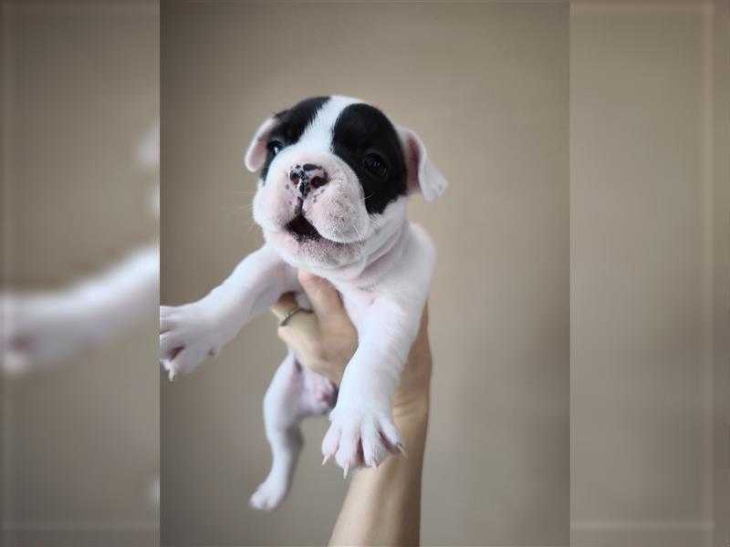 Kaufen Sie einen Welpen, eine französische Bulldogge oder eine französische Bulldogge zum Verkauf