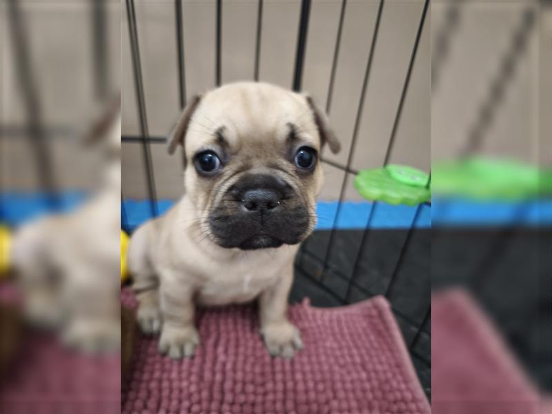 Kaufen Sie einen Welpen, eine französische Bulldogge oder eine französische Bulldogge zum Verkauf