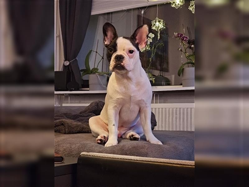 Französische Bulldogge 8 Monate alt