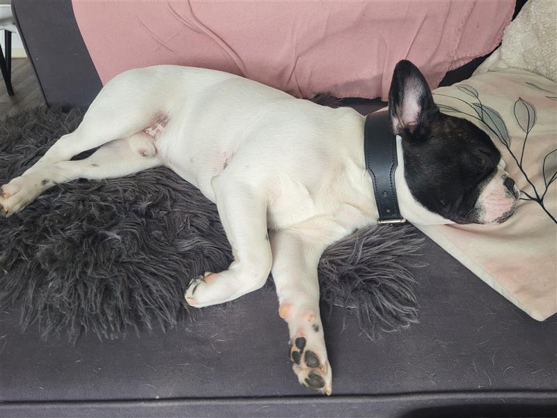 Französische Bulldogge 8 Monate alt