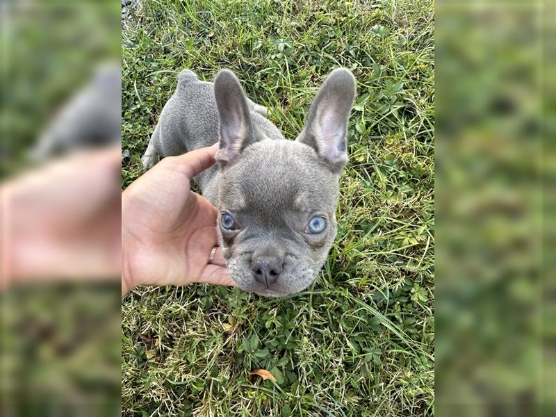 Französische Bulldogge Welpe Lilac