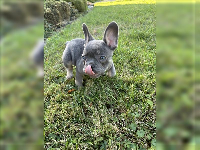 Französische Bulldogge Welpe Lilac