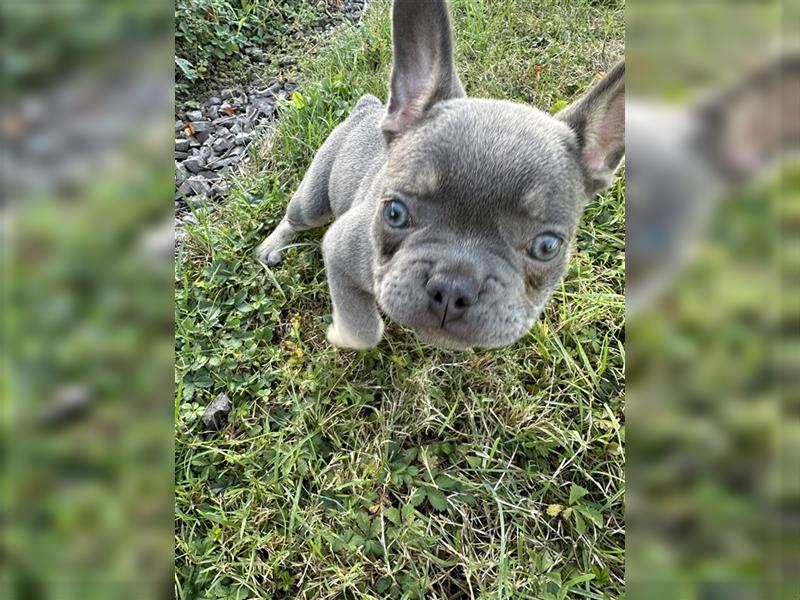 Französische Bulldogge Welpe Lilac