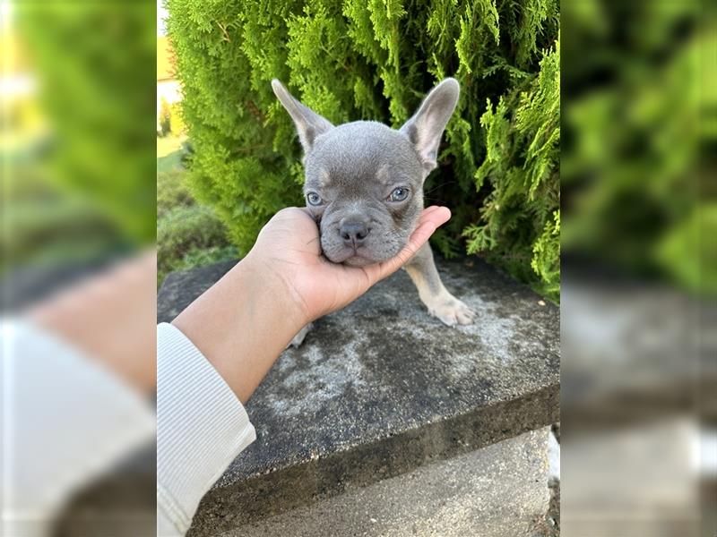 Französische Bulldogge Welpe Lilac