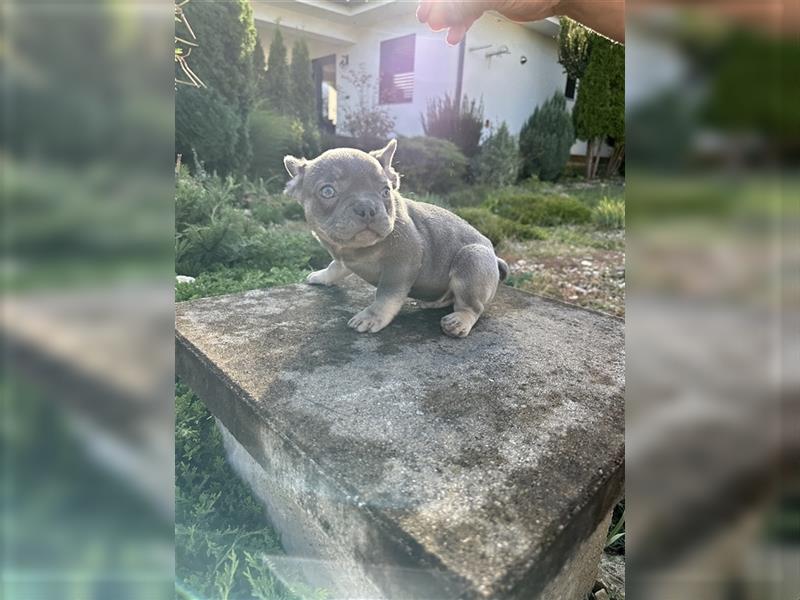 Französische Bulldogge Welpe Lilac