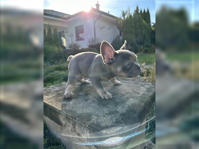 Französische Bulldogge Welpe Lilac