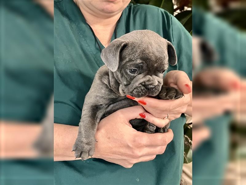 Supersüße Französische Bulldoggenwelpen