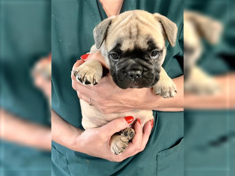 Supersüße Französische Bulldoggenwelpen