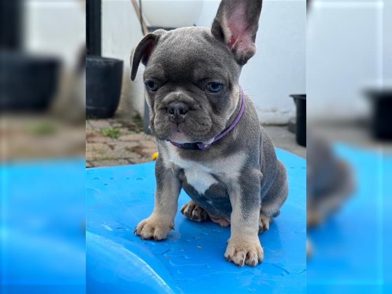 Wunderschöne Französisches Bulldoggen Welpen, 8 Wochen alt