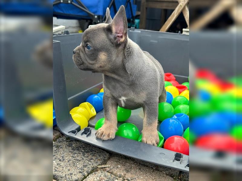 Wunderschöne Französisches Bulldoggen Welpen, 8 Wochen alt