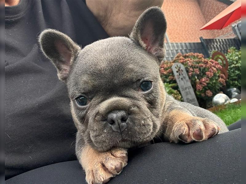 Wunderschöne Französisches Bulldoggen Welpen, 8 Wochen alt