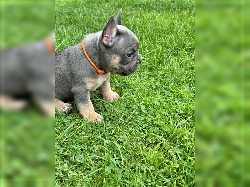 Wunderschöne Französisches Bulldoggen Welpen, 8 Wochen alt