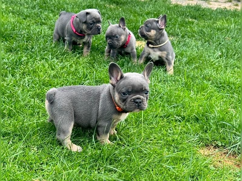 Wunderschöne Französisches Bulldoggen Welpen, 8 Wochen alt