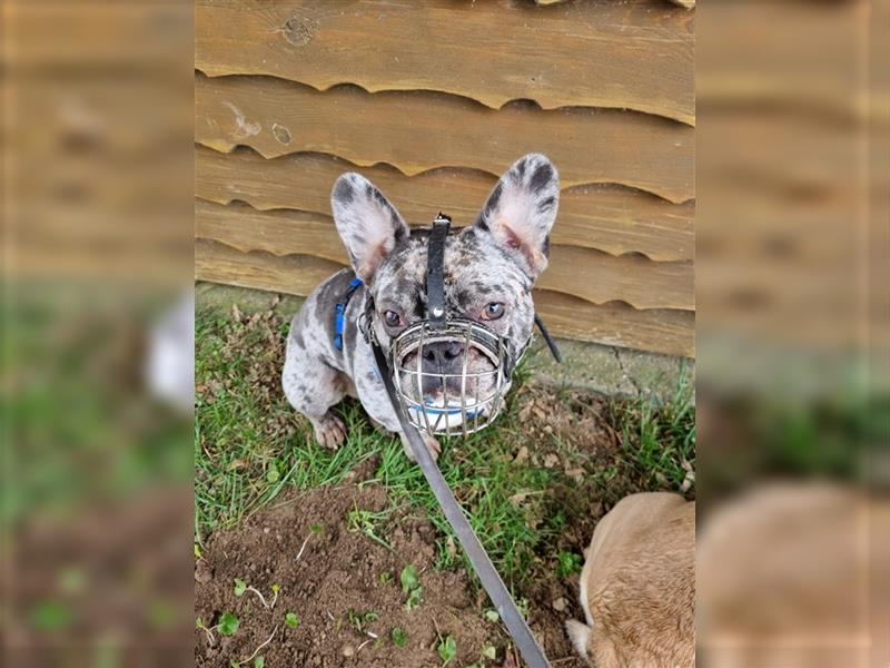Französische Bulldogge sucht neues Zuhause