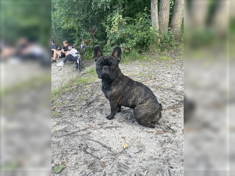 Deckrüde Französiche Bulldogge