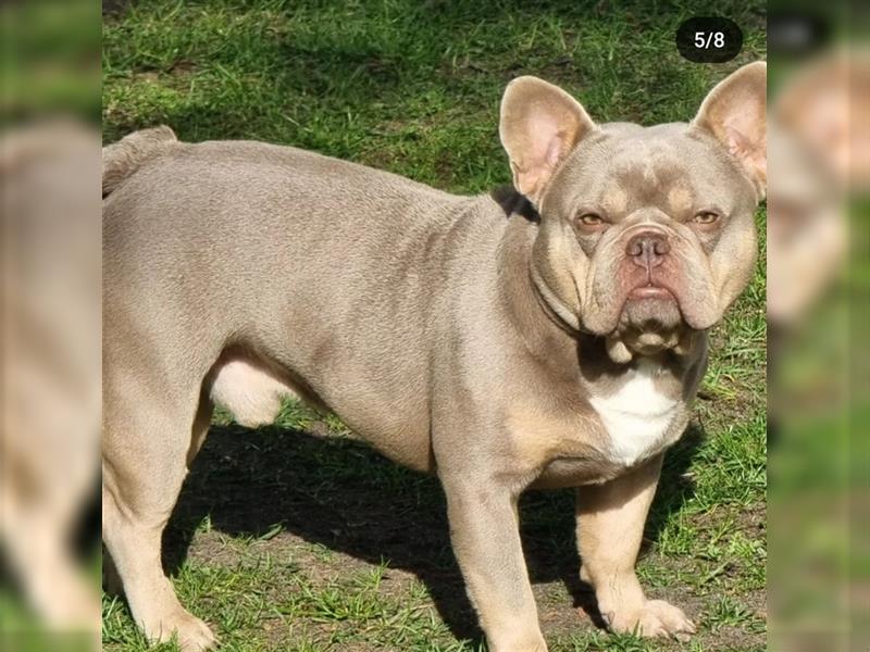 Französische Bulldogge Rüde (Diesel) in der Farbe Isabella