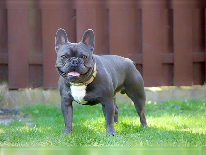 Französische Bulldogge Rüde 4 Jahre Blue