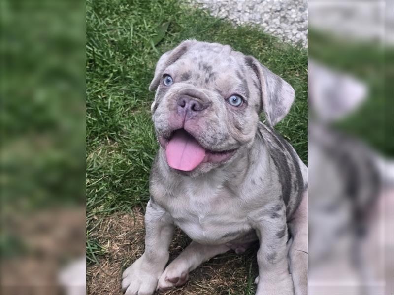 Französische Bulldogge Welpe mit Stammbaum