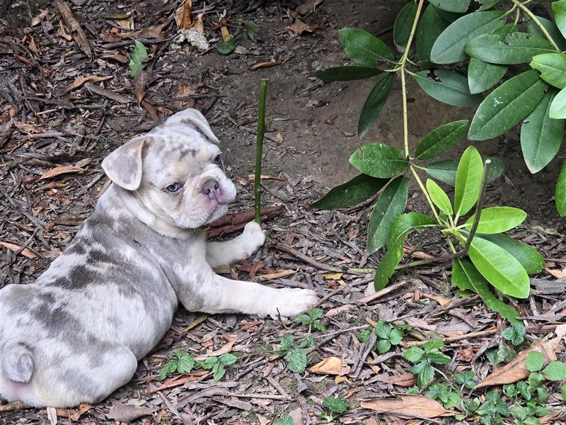 Französische Bulldogge Welpe mit Stammbaum