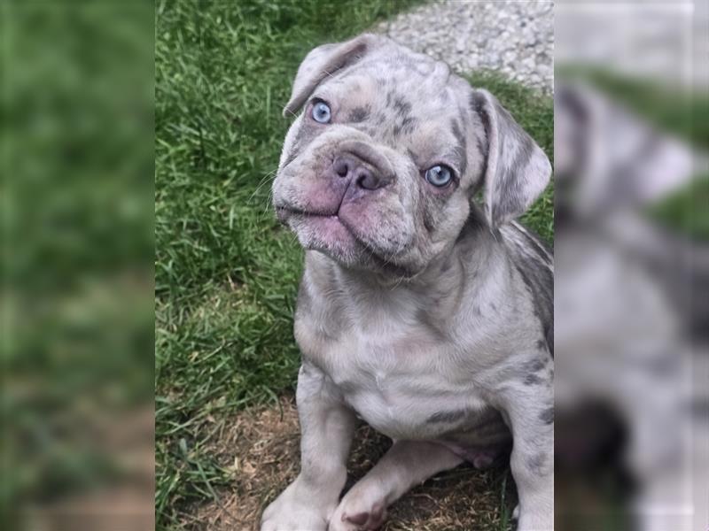 Französische Bulldogge Welpe mit Stammbaum