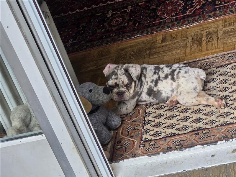 Französische Bulldogge Welpe mit Stammbaum