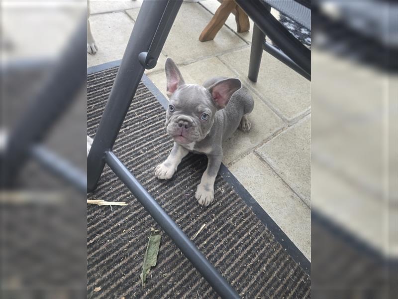 Französische Bulldogge Welpe mit Stammbaum