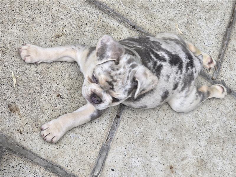 Französische Bulldogge Welpe mit Stammbaum