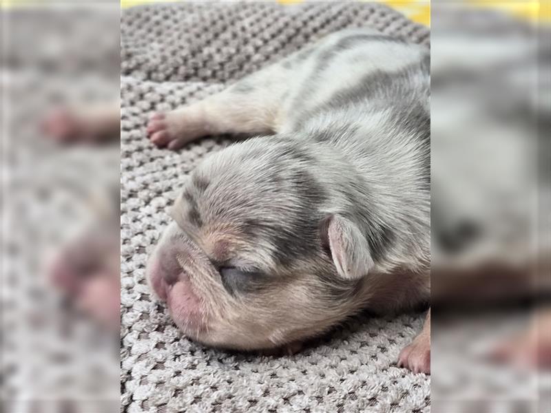 Französische Bulldogge Welpe mit Stammbaum