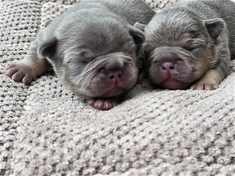 Französische Bulldogge Welpe mit Stammbaum