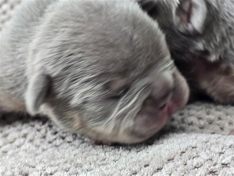 Französische Bulldogge Welpe mit Stammbaum