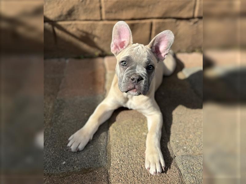 Reinrassige Französische Bulldoggen Welpen suchen liebevolle Besitzer