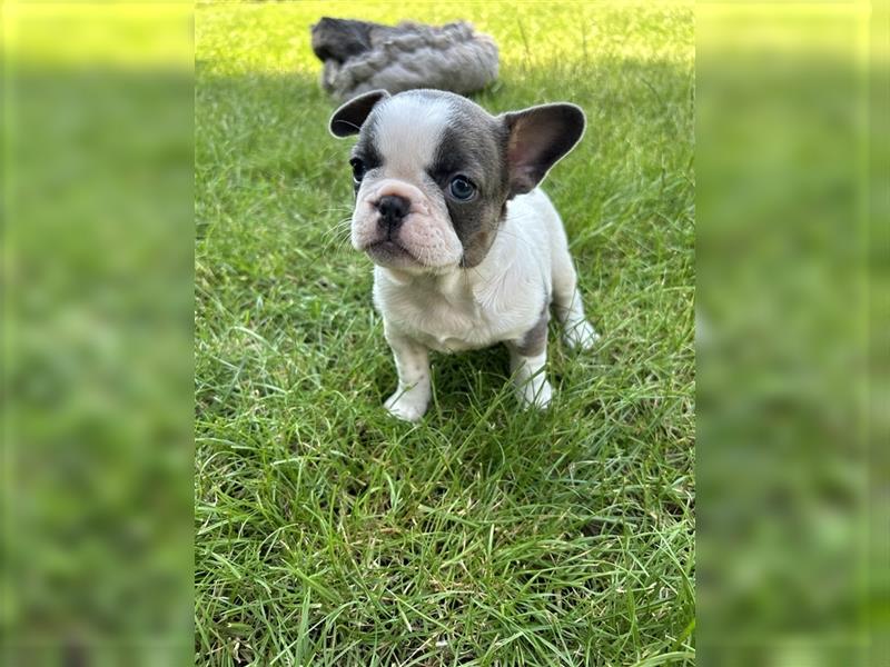 Retro Französische Bulldogge