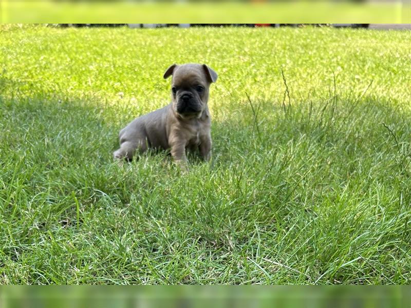 Retro Französische Bulldogge