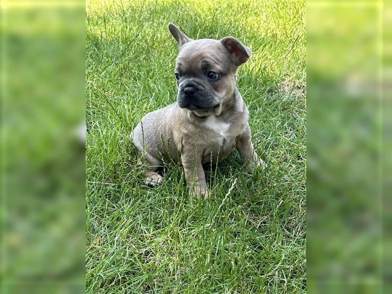 Retro Französische Bulldogge