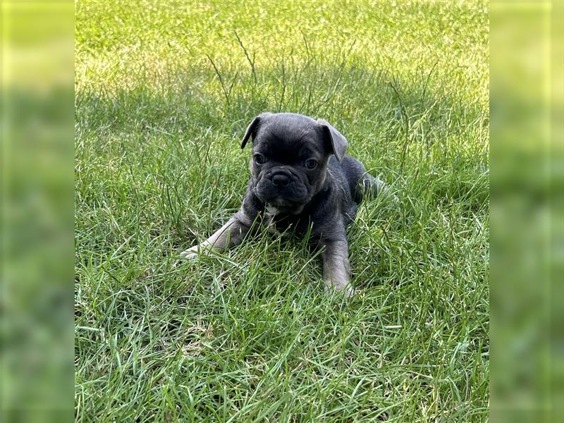 Retro Französische Bulldogge