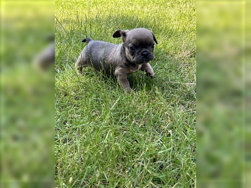 Retro Französische Bulldogge