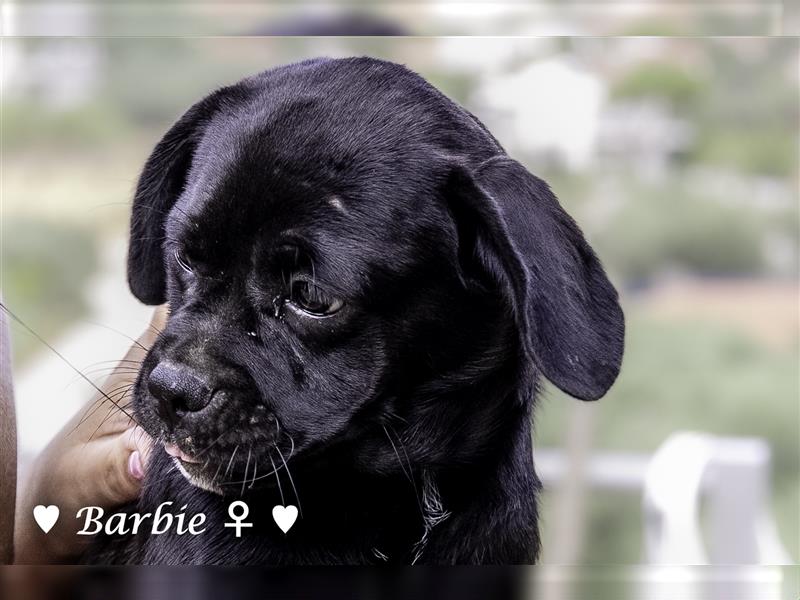 Bertie und Barbie   suchen ein Zuhause