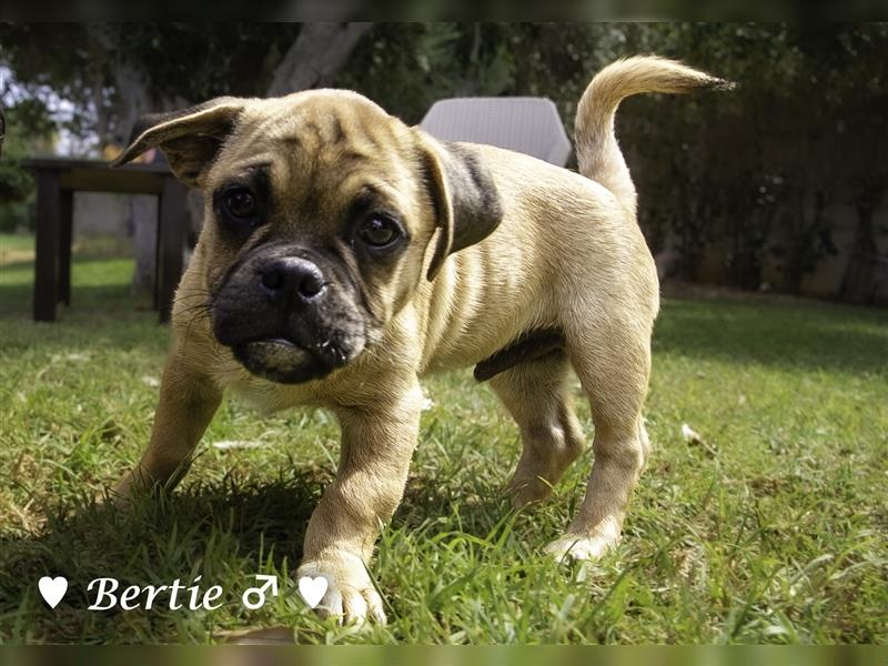 Bertie und Barbie   suchen ein Zuhause